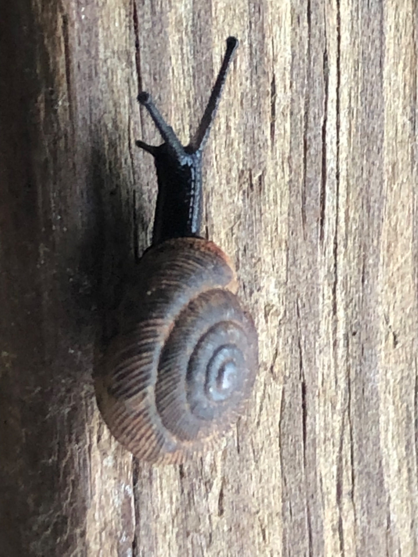 The Super Mega Grand Great Snail  (cochlea-magna)