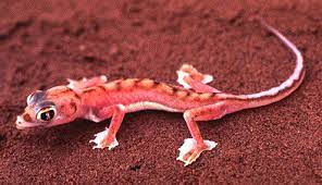 Image by Bruh Is That A Space Lizard!?!?